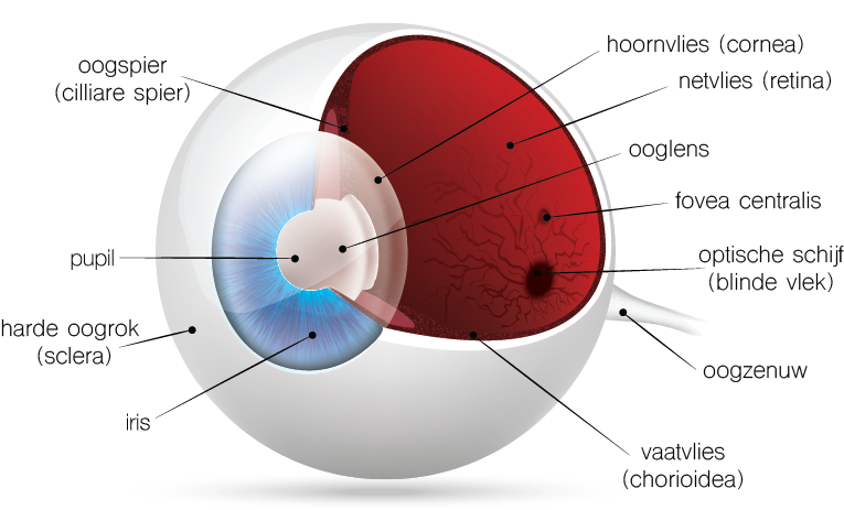 Opbouw oog