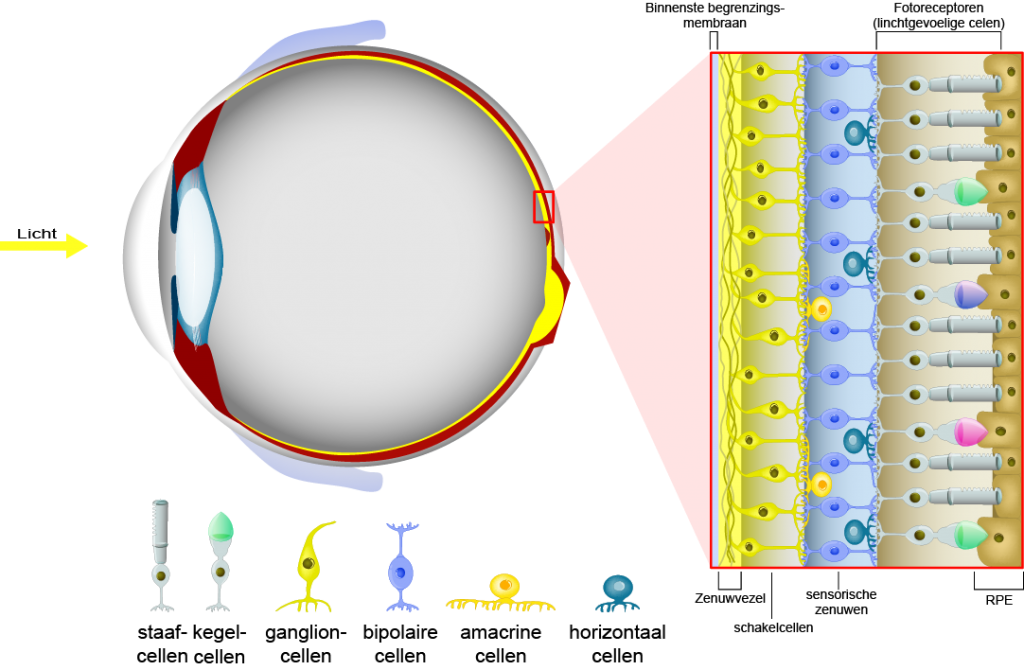 Retina cellen